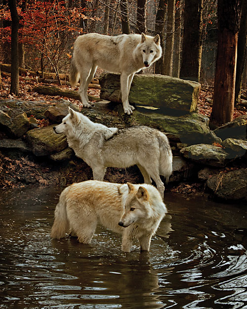 Lakota Wolf Preserve in New Jersey Northwest Skylands