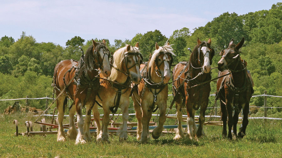 Plow horses