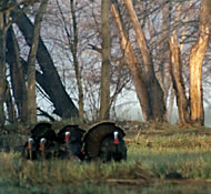 wild turkey