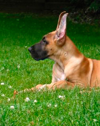 Great Dane