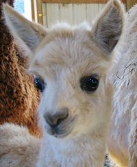 Alpaca