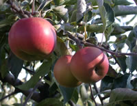 apples