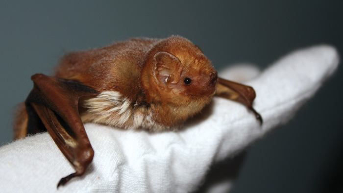 eastern red bat