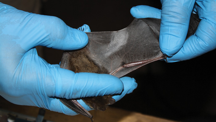 damaged bat wing