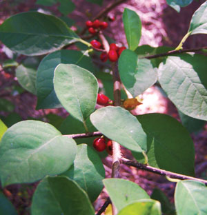 spicebush