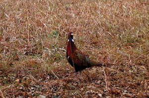 pheasant