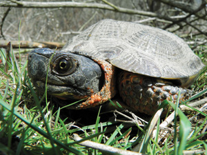 wood turtle