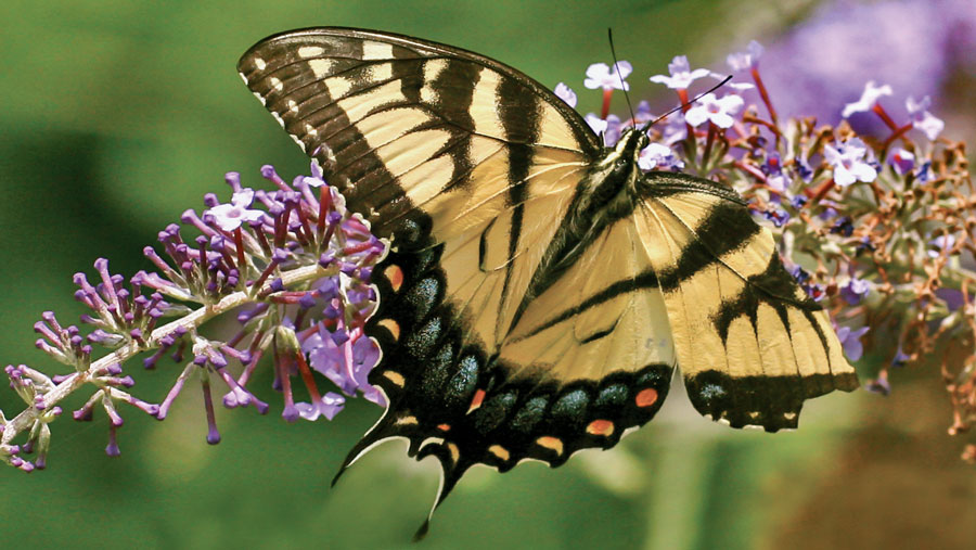 Tiger Swallowtail