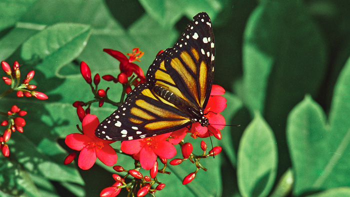 Monarch butterfly