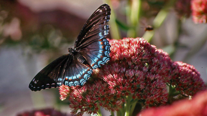 Red Spotted Purple Butterfly