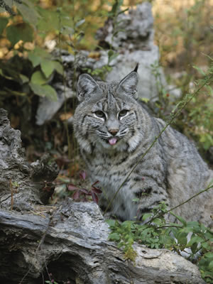 bobcat at lakota