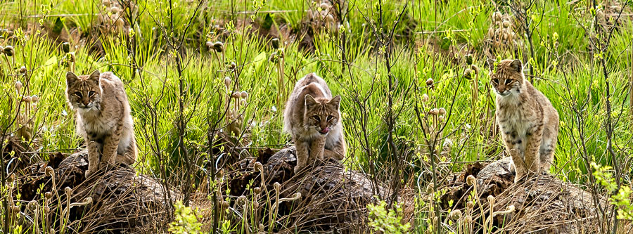 bobcats