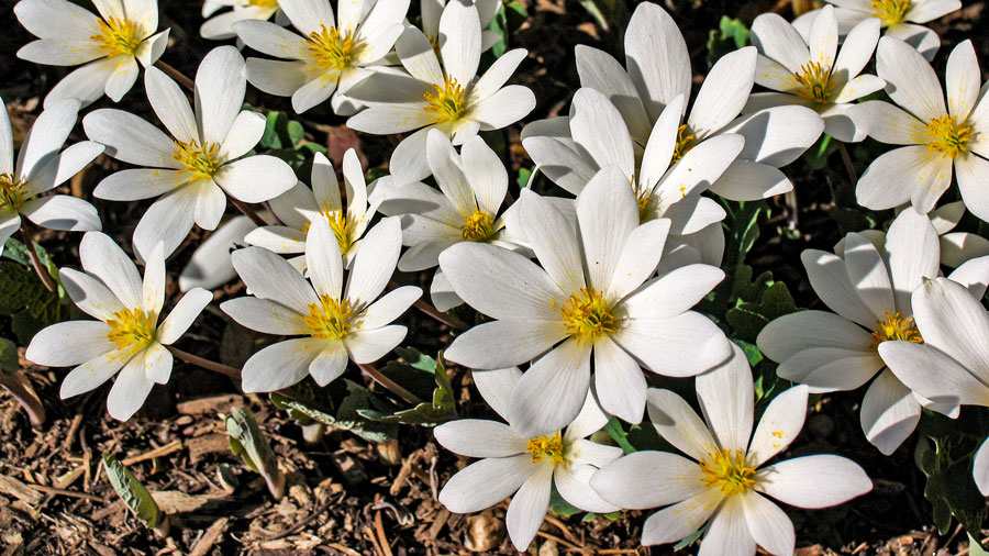 Blood root