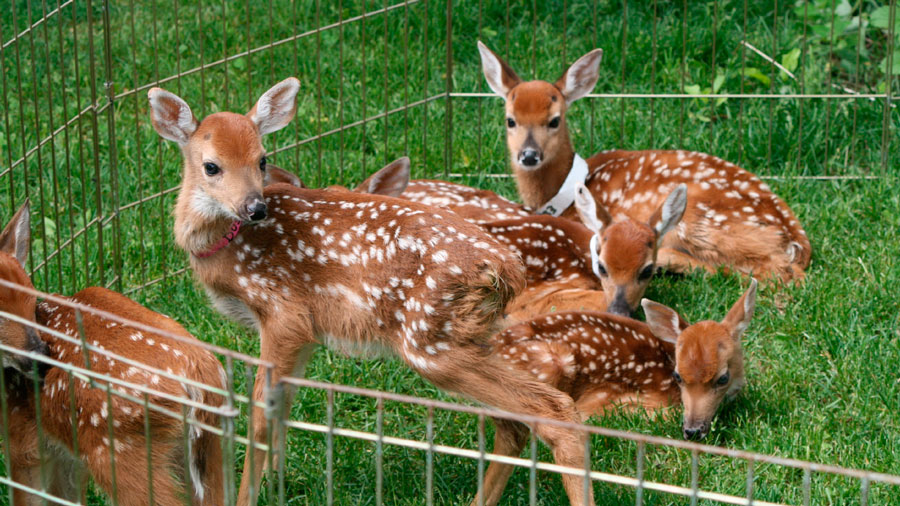 fawns