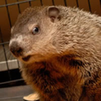 woodchuck