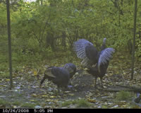 turkeys