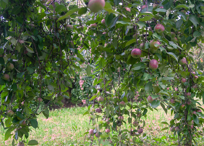 Apple Tree