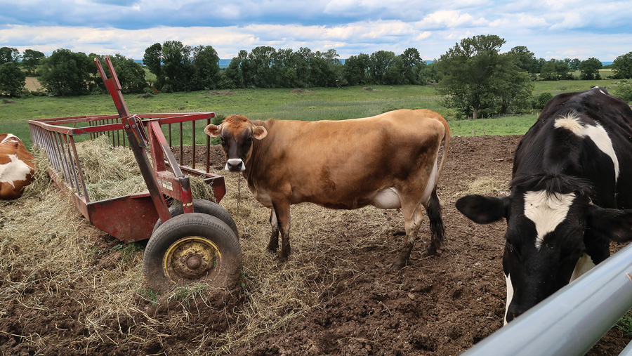 The Jersey Cow: Milk Production for the Small Homestead - Countryside