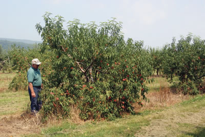 Peach Orchard