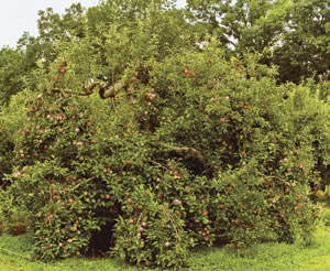 Apple Tree