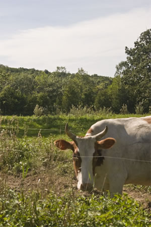 boblink cow