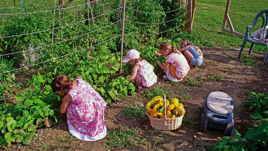 Bean Harvest