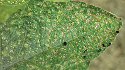 flea beetles