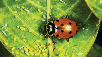 ladybug