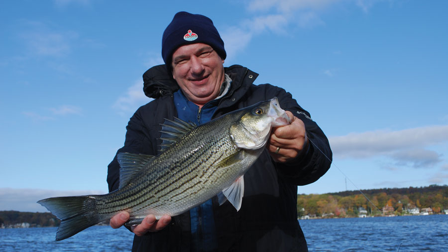 Hybrid Striped Bass