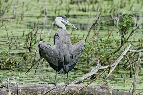 Heron