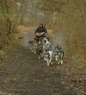 atv sled