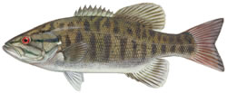 smallmouth bass