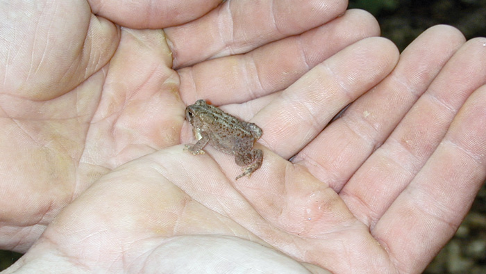 Wood Frog