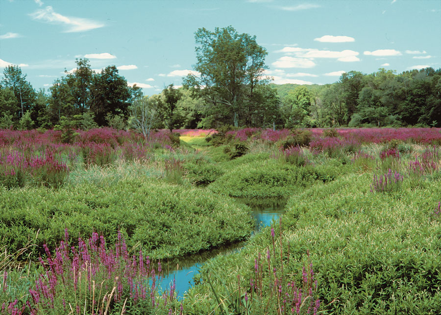 The Black River In New Jersey, Black River Landscaping Llc