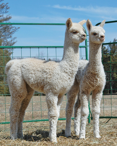 alpacas