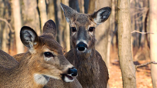 Nature Based Activities in Northwest New Jersey